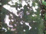 image of grave number 443797